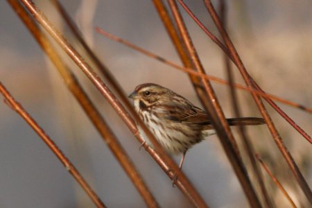 IMG 3474c Song Sparrow LeVasseur Park-Perry Farm Kankakee Co IL 12-9-2018