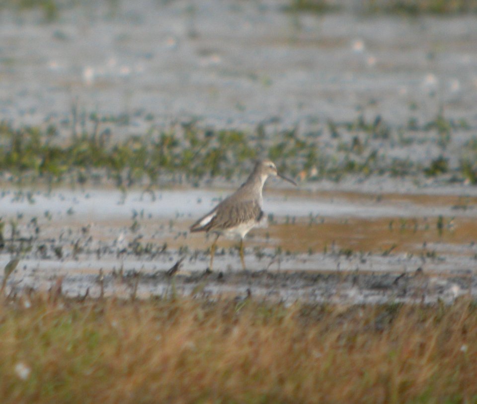 DSCN8678c Stilt Sandpiper Whispering Willows Area Kankakee Co IL 10-17 2016