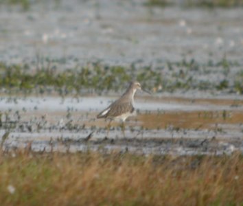 DSCN8678c Stilt Sandpiper Whispering Willows Area Kankakee Co IL 10-17 2016