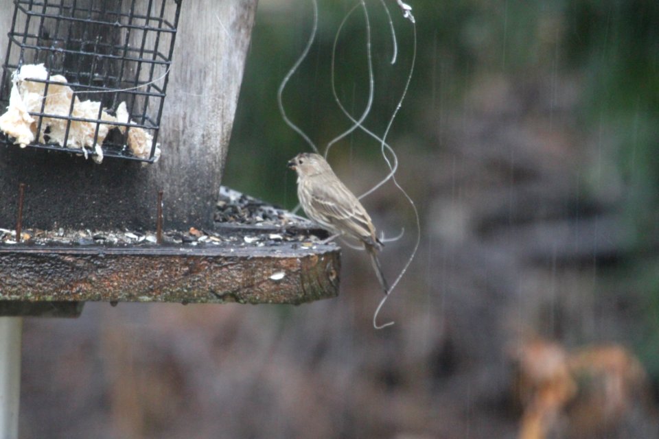 IMG 3698c House Finch Hse Kankakee IL 12-27-2018