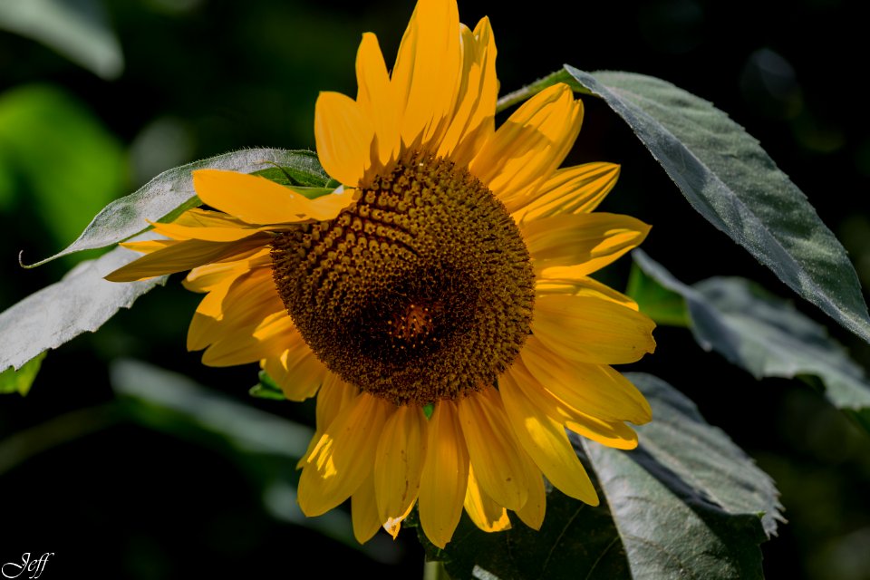 Terra botanica Angers Maine et Loire-17