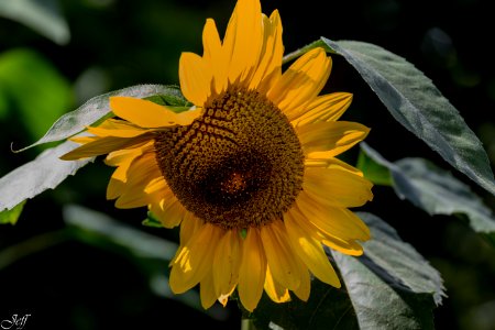 Terra botanica Angers Maine et Loire-17