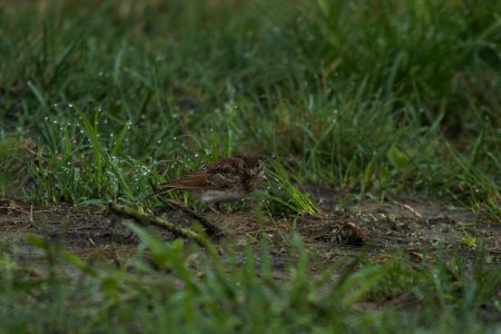 IMG 8486c Horned Lark (juv) H & E Sod Momence IL 7-23-2017