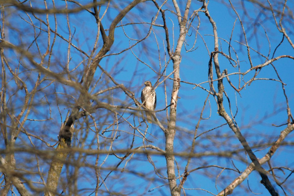 IMG 2194c Red-shouldered Hawk (Juv) Willow Slough FWA IN 9-28-2018