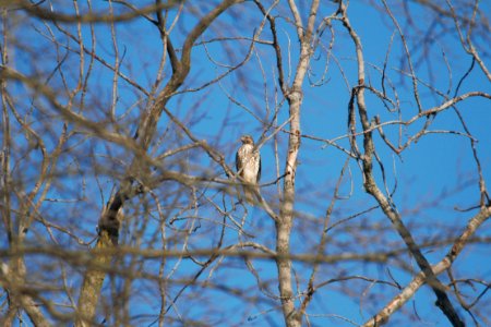 IMG 2194c Red-shouldered Hawk (Juv) Willow Slough FWA IN 9-28-2018