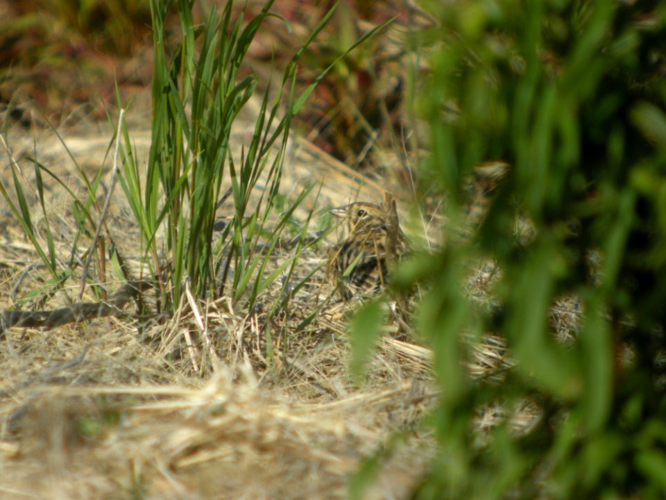 DSCN0171c Smith's Longspur Willowhaven Area Kankakee Co IL 5-6-2017