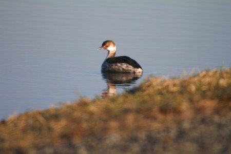 IMG 4807c Horned Grebe Whispering Willows Area Kankakee-Co IL 3-9-2017 photo