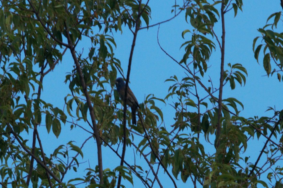 IMG 8043c Blue Grosbeak Willow Slough FWA IN 7-6-2017