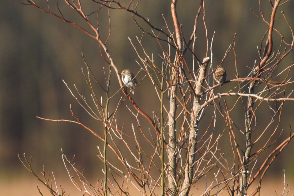 IMG 5619c Savannah + Field Sparrow Pembroke Savannah Kankakee Co IL 10-11-2017