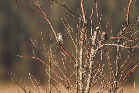 IMG 5619c Savannah + Field Sparrow Pembroke Savannah Kankakee Co IL 10-11-2017
