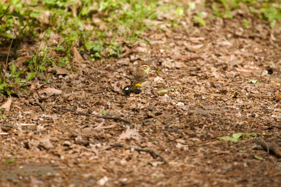 IMG 6666c Palm Warbler LeVasseur Park Kankakee IL 5-8-2017