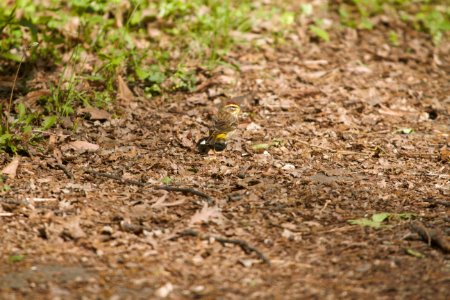 IMG 6666c Palm Warbler LeVasseur Park Kankakee IL 5-8-2017