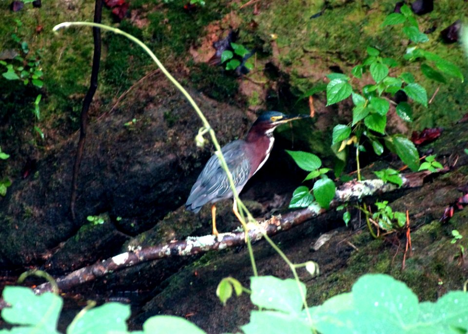 Day 218 - Green Heron