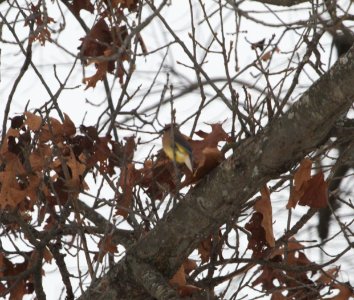 IMG 2823c Cedar Waxwing Hse Kankakee IL 12-16-2016