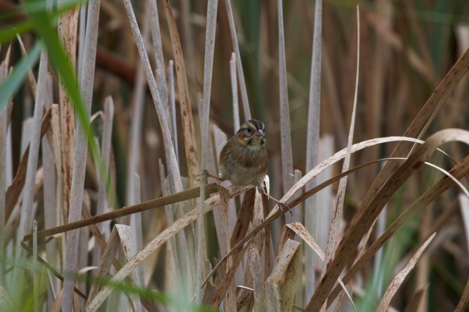 IMG 1939c Swamp Sparrow Willow Slough FWA IN 9-24-2018