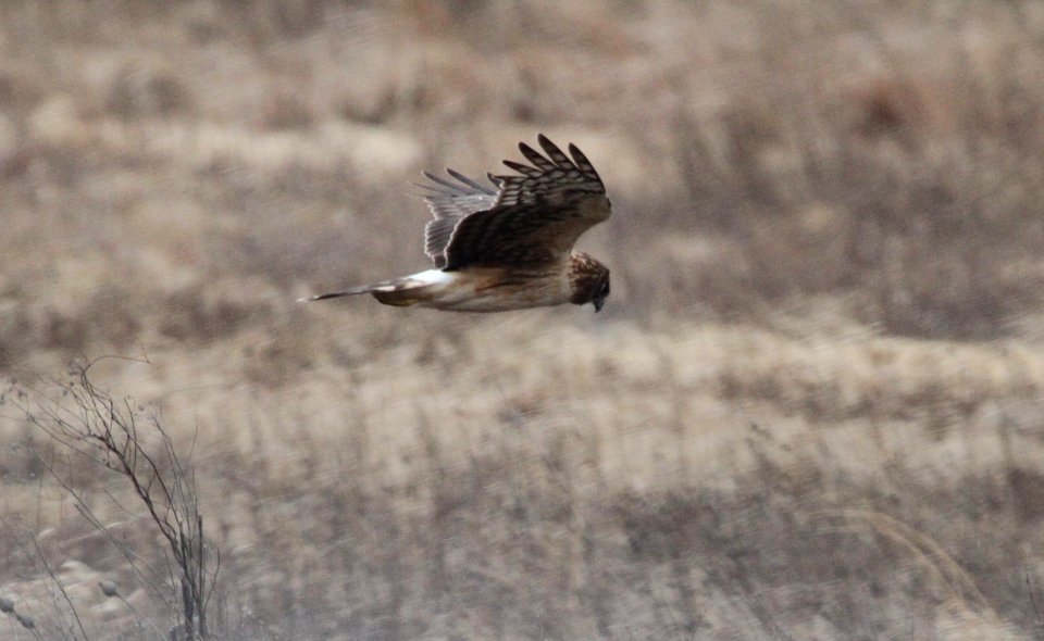 IMG 4480c Northern Harrier TNC Kankakee Sands IN 3-1-2017