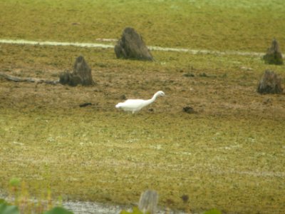 DSCN0338c Little Blue Heron LaSalle FWA IN 8-6-2018