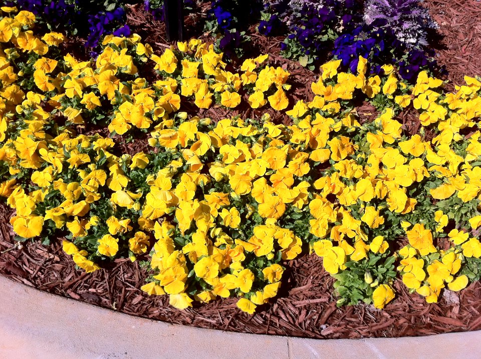 An early spring in Kennesaw.