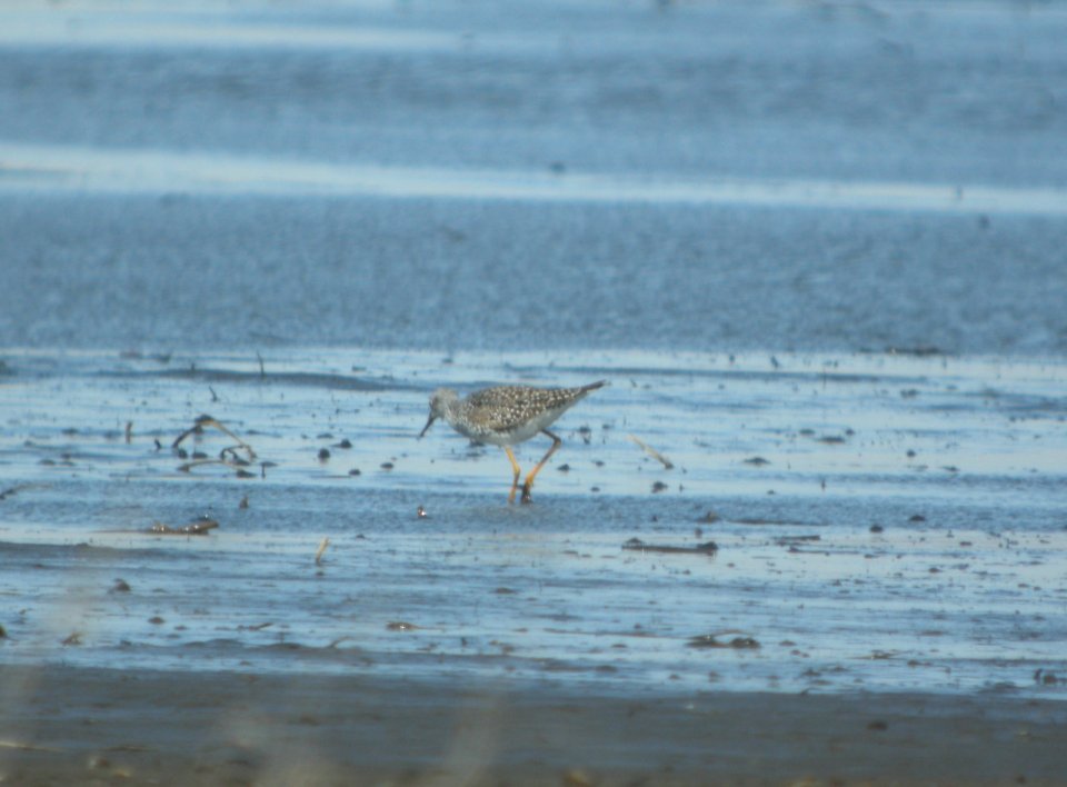 DSCN9768c Lesser Yellowlegs Whispering Willows Area Kankakee Co IL 3-24-2017