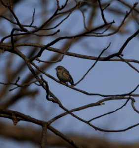 IMG 4288c Yellow-rumped Warbler Kankakee River SP Kankakee Co IL 2-20-2017