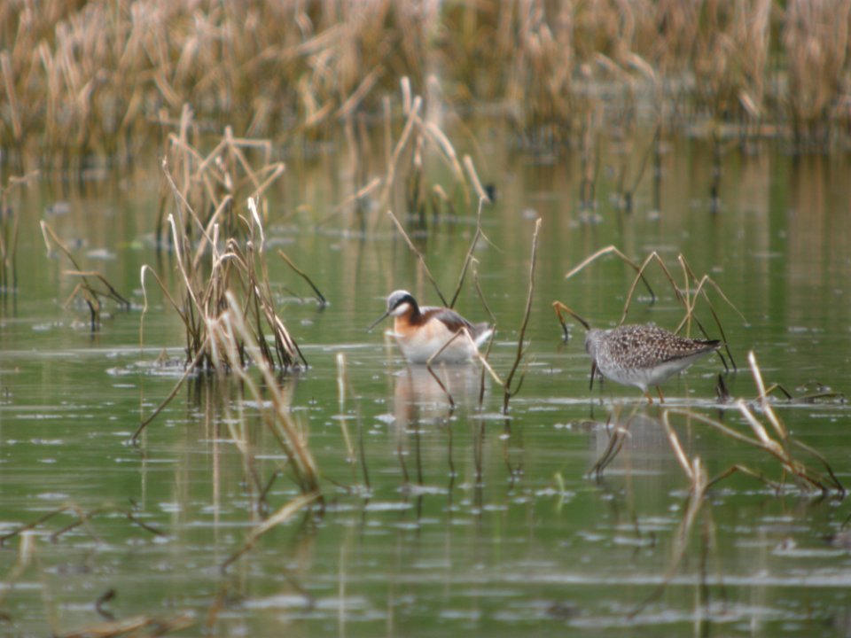 IMG 0056c Wilson's Phalarope Aroma Park IL 4-28-2017