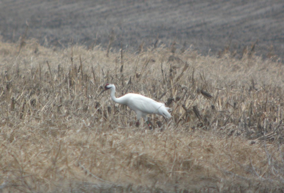 IMG 9590cg Whooping Crane Kankakee Co IL 3-6-2017