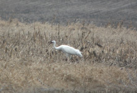 IMG 9590cg Whooping Crane Kankakee Co IL 3-6-2017