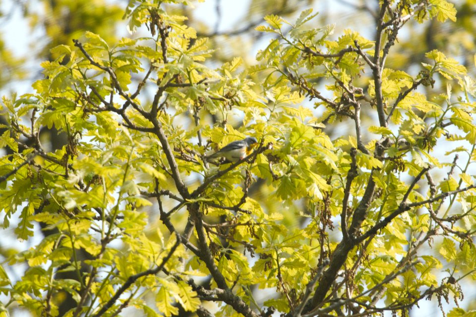 IMG 6709c Northern Parula Hse Kankakee IL 5-8-2017