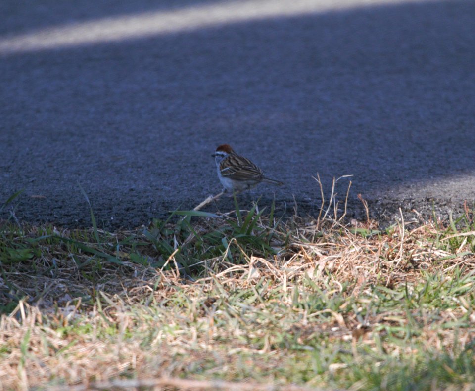 IMG 5071c Chipping Sparrow Perry Farm Kankakee Co IL 3-24-2017