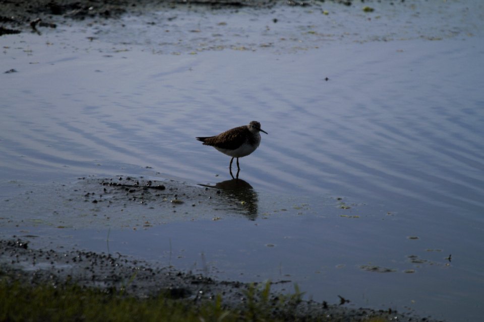 IMG 6118c Solitary Sandpiper Aroma Park IL 4-21-2017