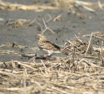 DSCN9789c Vesper Sparrow Whispering Willows Area Kankakee Co IL 3-24-2017