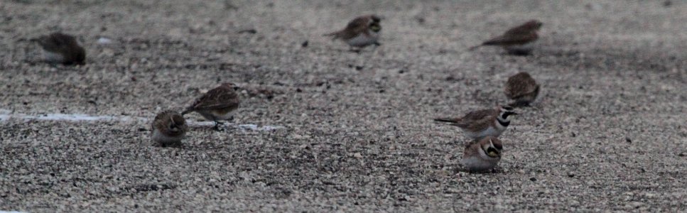 IMG 4025c Horned Lark Greater Kankakee Airport IL 2-10-2017