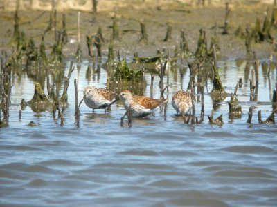 DSCN8218c Dunlin Willowhaven Area Kankakee Co IL 6-1-2017