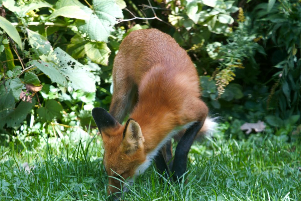 IMG 2003c Red Fox Hse Kankakee IL 9-26-2018