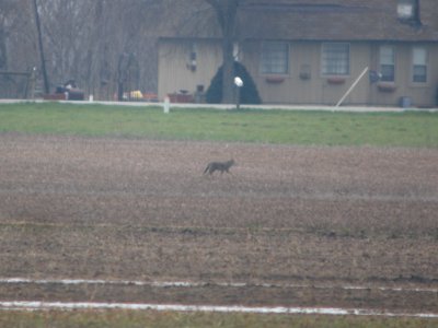 DSCN9869c Coyote Whispering Willows Area Kankakee Co IL 4-5-2017