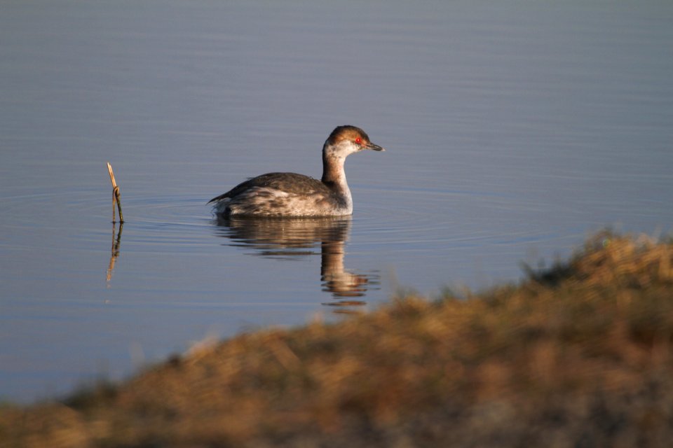 IMG 4814c Horned Grebe Whispering Willows Area Kankakee-Co IL 3-9-2017