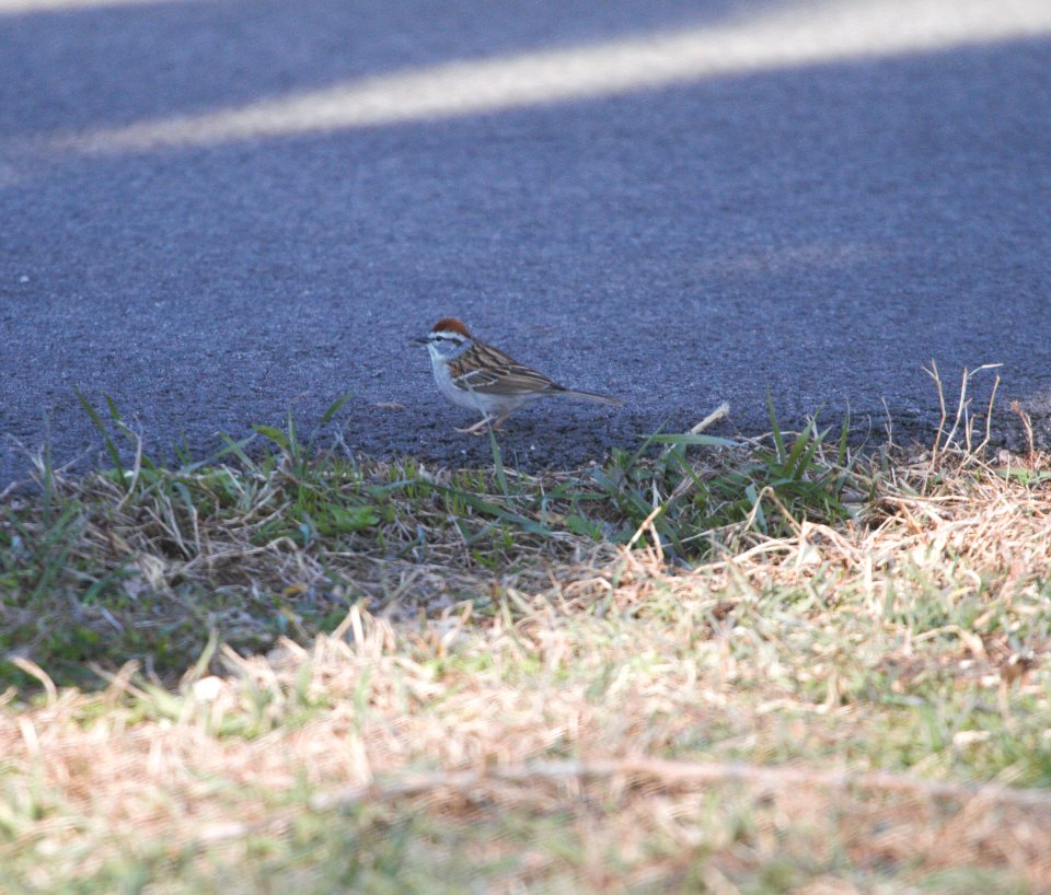 IMG 5075c Chipping Sparrow Perry Farm Kankakee Co IL 3-24-2017