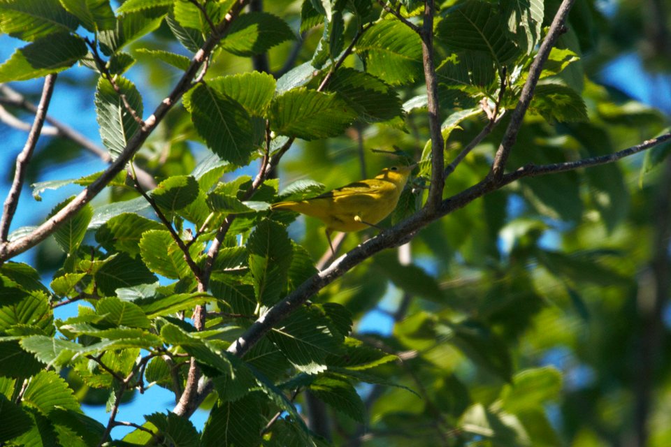 IMG 8662c Yellow Warbler LaSalle FWA IN 7-30-2017
