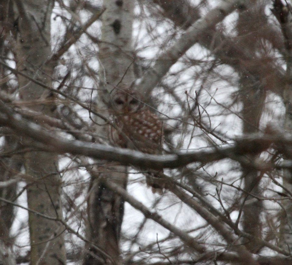 IMG 3988c Barred Owl Willow Slough FWA IN 2-8-2017