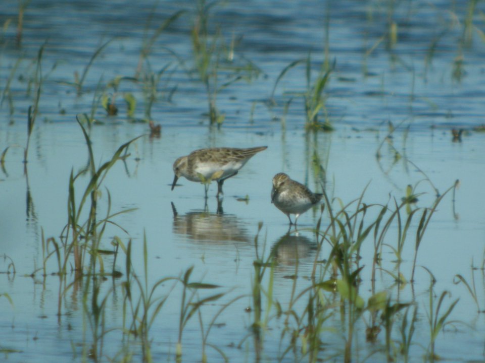 DSCN8563c Semipalmated Sandpiper Willowhaven Area Kankakee Co IL 6-20-2017