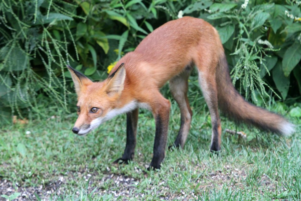 IMG 1326 Red Fox Hse Kankakee IL 8-25-2018
