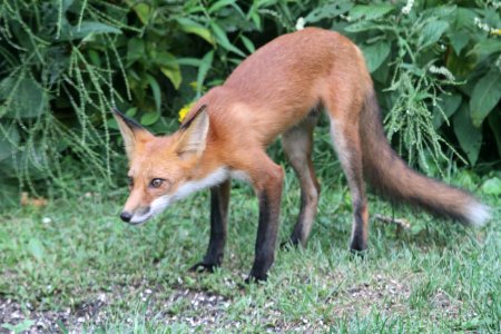 IMG 1326 Red Fox Hse Kankakee IL 8-25-2018 photo