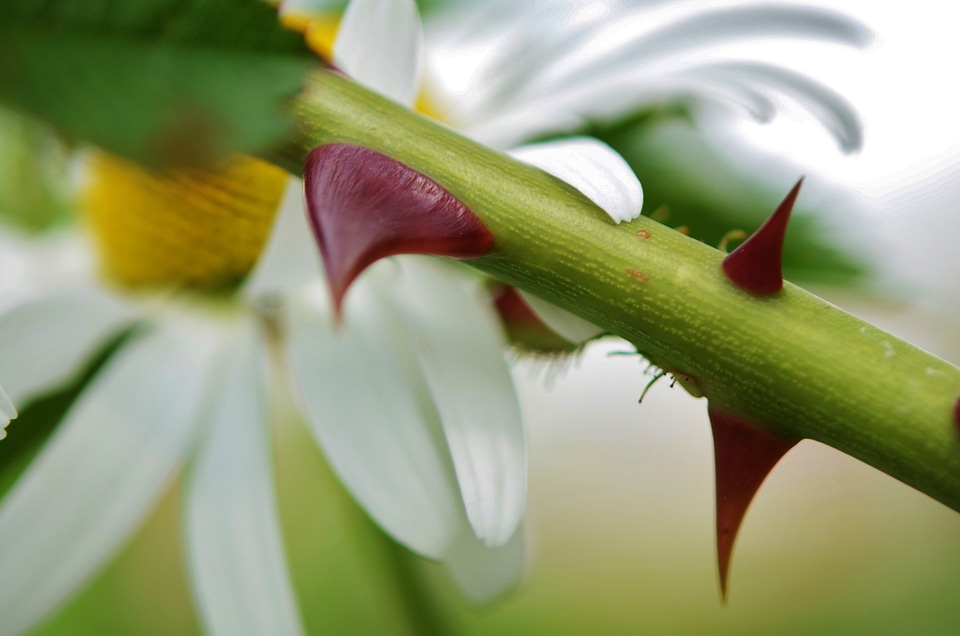 Floral plant leaf