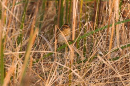 IMG 0703c Nelson's Sparrow Whispering Willows Area Kankakee Co IL 10-29-2016