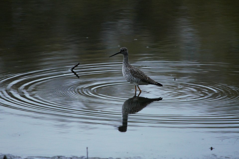 IMG 6176c Greater Yellowlegs Aroma Park IL 4-28-2017