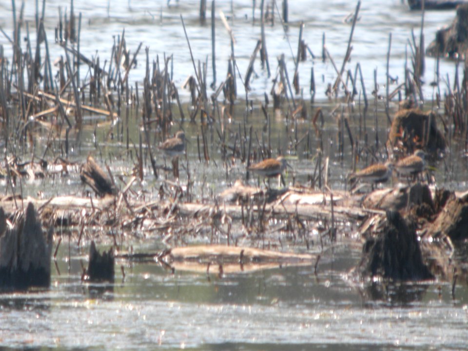 DSCN0283c Dunlin LaSalle FWA IN 5-13-2017
