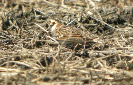 DSCN9778c Lapland Longspur Whispering Willows Area Kankakee Co IL 3-24-2017