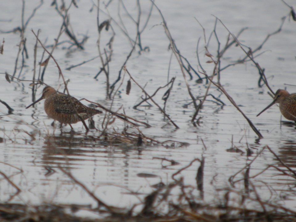 DSCN0109c LB Dowitcher Willowhaven Area Kankakee Co IL 4-30-2017