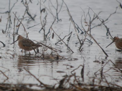 DSCN0109c LB Dowitcher Willowhaven Area Kankakee Co IL 4-30-2017