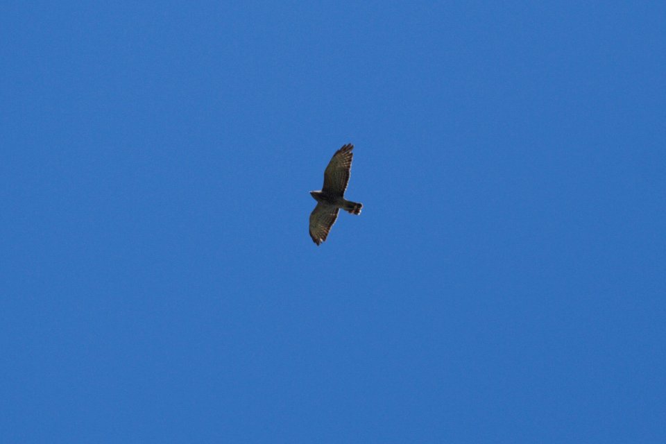 IMG 5996c Broad-winged Hawk Hse Kankakee IL 4-20-2017